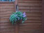 garden (5) * 2032 x 1524 * (627KB)